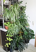 Live kitchen plants, often hanging in baskets