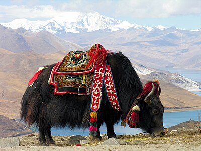 Domestic yak in Tibet