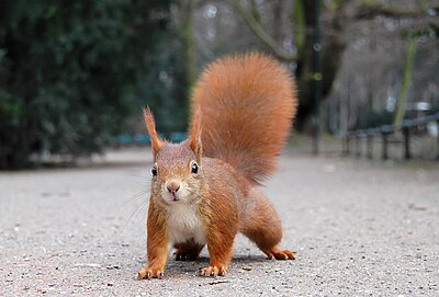 Red Squirrel with winter ear tufts