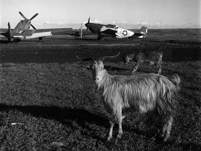 P-51C Mustang fighters with Goats, 1945